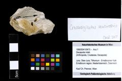 Foto (Objekt + Etiketten) von Decapoda indet. 